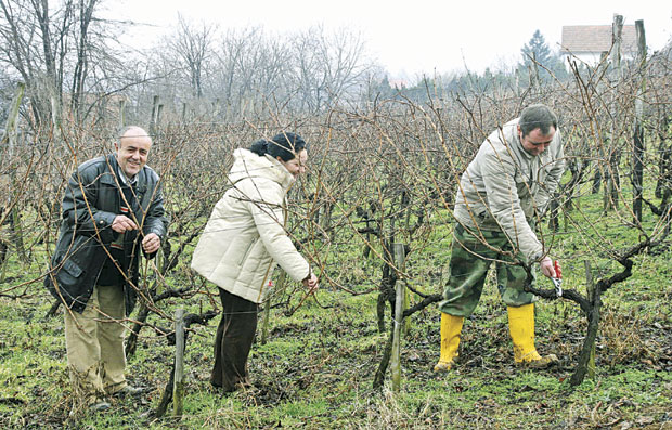 Резидба винове лозе: Маказе шишају чокоте